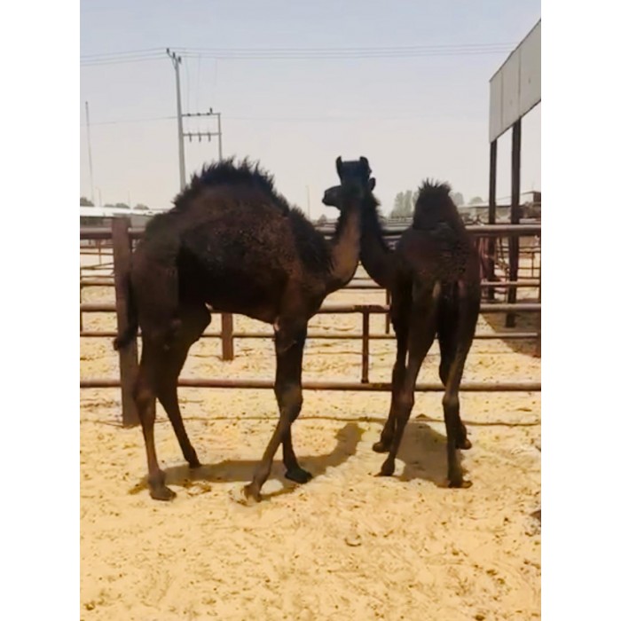 حوار لباني  بلدي بالطلب