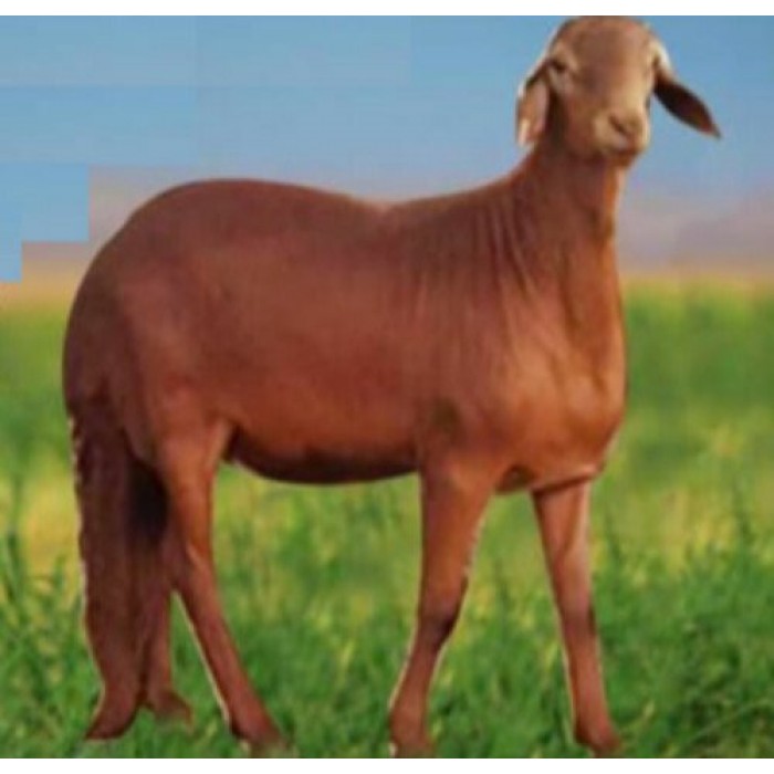 نصف خروف سواكني جذ..